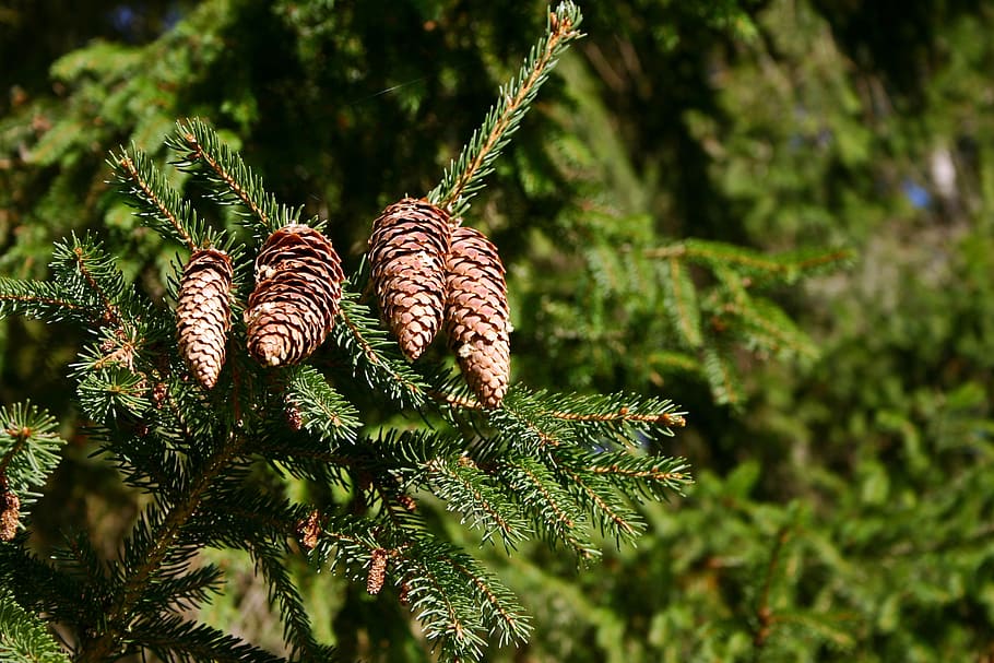 picea, pinyes, arbre, conífera, aixeta, avet comú, verd, hivernacle de pi, Occidental, bosc, naturalesa, planta, depenen, tardor, pinya de pi, color verd, creixement, cap gent, dia, primer pla, bellesa a la natura, centrar-se en primer pla, pi, arbre de coníferes, full, terra, pinàcies, part de la planta, llum solar, marró, a l'aire lliure, 2K