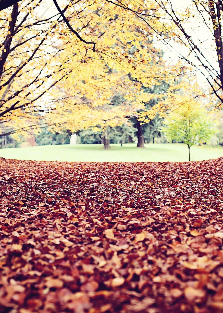 outono, sai, arvores, filiais, grama, mudança, árvore, folha, parte da planta, plantar, natureza, dia, queda, foco seletivo, beleza na natureza, ao ar livre, parque, seco, cor laranja, park - homem fez espaço, ninguém, nível de superfície, terra, condição natural, coleção de outono, 2K
