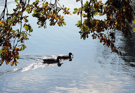 estanque, parque, paraca, patos silvestres, clima de otoño, naturaleza, AVE acuática, temas de animales, agua, animal, animales en la naturaleza, fauna animal, vertebrado, pájaro, nadando, lago, frente al mar, un animal, día, nadie, planta, reflexión, árbol, al aire libre, Pato, 4K, CC0, dominio público, libre de derechos
