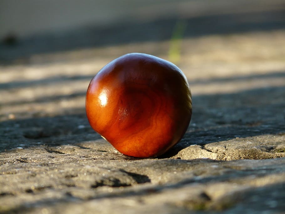 Castagna, Buckeye, frutta, preoccupazioni, terra, raccogliere, autunno, Marrone, splendere, tossico, luce, sole, riflettore, pietra, pavimento di pietra, cibo, natura, biologico, avvicinamento, freschezza, rosso, maturo, cibo vegetariano, stagione, cibo e bevande, messa a fuoco selettiva, nessuno, all'aperto, mangiare sano, benessere, giorno, natura morta, Noce, dado - cibo, singolo oggetto, luce del sole, concentrarsi sulle conoscenze acquisite, 2K