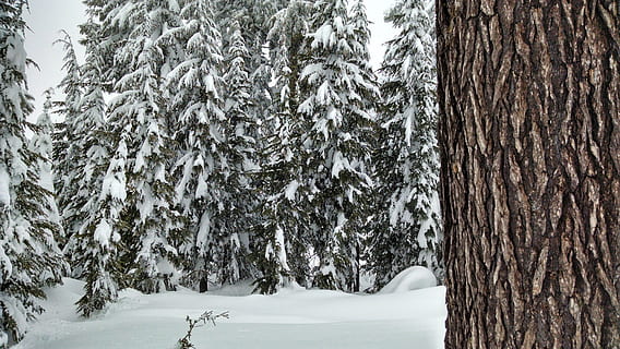 neve, floresta, arvores, pinho, inverno, temporada, natureza, frio, branco, exterior, Nevado, parque nacional do lago da cratera, árvore, temperatura fria, plantar, tronco, tronco de árvore, terra, beleza na natureza, tranquilidade, dia, ninguém, cena tranquila, scenics - natureza, cobertura, cor branca, ao ar livre, Clima extremo, árvore conífera, clima, nevando, 4K, CC0, domínio público, royalty free