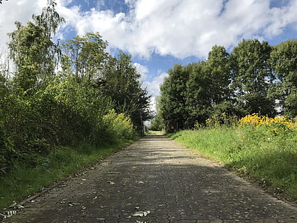 Bürgersteig, Weg, Straße, Wolken, Himmel, Blumen, Rosen, Pflanze, bunt, Grün, Wald, See, Meer, Wasser, Ente, Wasservogel, Bäume, Natur, Gans, Gras, Rasselstorch, Leipzig, Herbst, adebar, Herbstfarben, Spiegeln, szenisch, Storch, Schlossteich, Winter, Frühling, Wien, Gelb, blühen, Vorbote des Frühlings, Rosa, Stadtpark, stadtpark wien, Hyazinthe, Landschaft, Frühlingsblume, Orange, Blau, lila, Teich, Kanal, rot, Farbe, der Weg nach vorn, Richtung, wolke - himmel, Baum, abnehmende Perspektive, Wachstum, Schönheit in der Natur, grüne Farbe, keine Leute, Ruhe, Tag, ruhige Szene, Szenen - Natur, Land, Nicht-städtische Szene, draußen, von Bäumen gesäumt, lange, 4K, CC0, gemeinfrei, lizenzfrei