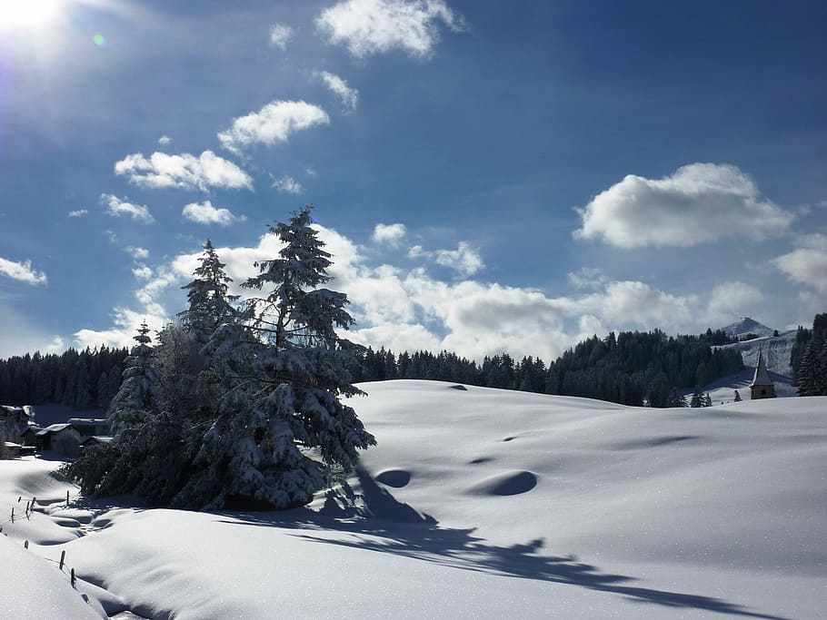 hivern, neu, fred, paisatge, nevat, fred d'hivern, suïssa, graubünden, parpan, naturalesa, arbre, temperatura de fred, pi, núvol - cel, cel, planta, escenics - natura, escena tranquil·la, cobertura, tranquil·litat, Color blanc, bellesa a la natura, dia, cap gent, medi ambient, muntanya, escena no urbana, a l'aire lliure, muntanya nevada, arbre de coníferes, neu en pols, 2K