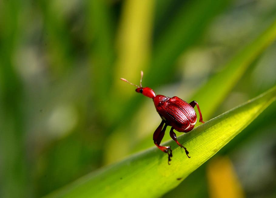 errors, full, verd, invertebrat, temes d'animals, insecte, animal, fauna animal, animals a la natura, vermell, un animal, primer pla, color verd, part de la planta, planta, escarabat, dia, cap gent, naturalesa, centrar-se en primer pla, enfocament selectiu, a l'aire lliure, 1080P