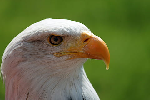 adler, aquila dalla coda bianca, bianca, bald-eagle, occhi, ritratto, aquila calva, uccello, aquila - uccello, natura, uccello rapace, becco, Stati Uniti d'America, animale, temi animali, un animale, vertebrato, animali allo stato selvatico, concentrarsi sulle conoscenze acquisite, avvicinamento, fauna selvatica, aquila, guardando lontano, giorno, nessuno, analizzare, cercare, guardare, parte del corpo animale, testa di animale, occhio animale, 4K, CC0, dominio pubblico, privo di copyright
