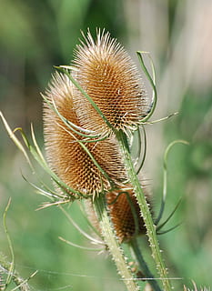 teazle, dipsacus, teasel, teazel, benih, musim gugur, berduri, menanam, fokus pada latar depan, merapatkan, alam, pertumbuhan, keindahan di alam, tidak ada orang, hari, bunga, tema binatang, fokus selektif, binatang di alam liar, hewan, satu binatang, satwa liar hewan, di luar rumah, coklat, kesegaran, tanaman berbunga, batang tanaman, runcing, kering, 1080P, CC0, domain publik, bebas royalti