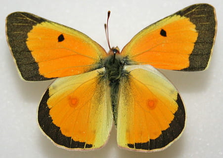 taronja, sofre, masculí, sofre taronja, colias eurytheme, error, papallona, volant, fotografies, insecte, domini públic, ales, papallona - insecte, animal, ala dels animals, naturalesa, multicolor, macro, primer pla, bellesa a la natura, imatge en color, vida salvatge, fragilitat, color taronja, lepidòpters, un animal, cap gent, fauna animal, invertebrat, temes d'animals, animals a la natura, marques d’animals, a l'interior, flor, part del cos dels animals, patró natural, 720P, CC0, domini públic, lliure de regalies