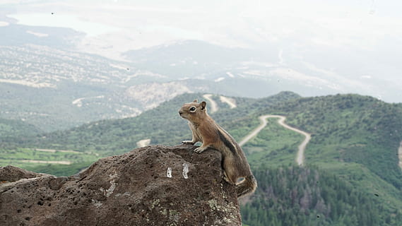 esquirol de muntanya, esquirol, rock, durant el dia, ardilla, muntanya, cim, boulder, naturalesa, rocós, vall, verd, bosc, Camí, animal, temes d'animals, mamífer, fauna animal, medi ambient, un animal, animals a la natura, escenics - natura, bellesa a la natura, paisatge, vertebrats, cap gent, Serra, terra, planta, escena tranquil·la, dia, arbre, a l'aire lliure, 8K, CC0, domini públic, lliure de regalies