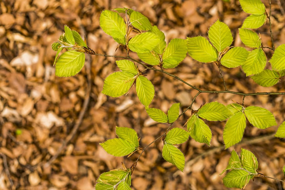 Buche, Buchenblätter, Frühling, Grün, Blatt, Natur, Pflanze, Baum, Wachstum, schließen, Geäst, Pflanzenteil, grüne Farbe, Nahansicht, Land, Tag, keine Leute, Schönheit in der Natur, Fokus auf den Vordergrund, Landwirtschaft, Essen und Trinken, Feld, Sonnenlicht, Lebensmittel, Frische, draußen, 5K