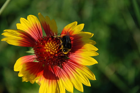 Hummel, Blume, Blatt, Natur, blühen, wunderschönen, Makro, Blumen, bunt, Gelb, Sommer-, Insekt, Nahansicht, Sonnenhut, Pflanze, Biene, Echinacea, Schönheit in der Natur, Blütenblatt, Pollen, einzelne Blume, Bestäubung, draußen, Zerbrechlichkeit, Blütenkopf, blühende Pflanze, Verletzlichkeit, Blütenstand, Wachstum, Frische, Fokus auf den Vordergrund, wirbellos, ein Tier, Tierthemen, Tiere in freier Wildbahn, keine Leute, Gazania, 4K, CC0, gemeinfrei, lizenzfrei