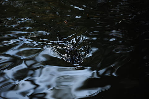river, ruffling, shade, water, waterfront, rippled, motion, nature, no people, lake, day, close-up, reflection, outdoors, full frame, high angle view, backgrounds, splashing, purity, beauty in nature, surface, water surface, flowing water, 4K, CC0, public domain, royalty free
