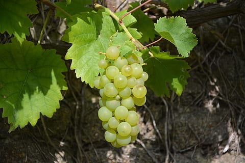 vite, uva, grappolo, frutta, vigneto, uva bianca, natura, le foglie, cibo e bevande, pianta, crescita, agricoltura, mangiare sano, cibo, freschezza, foglia, parte vegetale, mazzo, avvicinamento, scena rurale, colore verde, nessuno, albero, all'aperto, vinificazione, maturo, piantagione, 5K, CC0, dominio pubblico, privo di copyright
