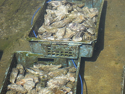 Ostriche, frutti di mare, cibo e bevande, pesce, cibo, animale, freschezza, contenitore, vertebrato, benessere, vista dall'alto, mangiare sano, nessuno, carne, in vendita, giorno, Al dettaglio, mercato, grande gruppo di oggetti, natura morta, cibo crudo, industria ittica, marino, 2K, CC0, dominio pubblico, privo di copyright