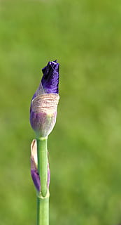 iris, viola, natura, primavera, fiorire, pianta, bellezza nella natura, fiore, avvicinamento, concentrarsi sulle conoscenze acquisite, pianta fiorita, crescita, vulnerabilità, fragilità, nessuno, giorno, freschezza, germoglio, colore verde, stelo vegetale, all'aperto, petalo, testa di fiore, 5K, CC0, dominio pubblico, privo di copyright