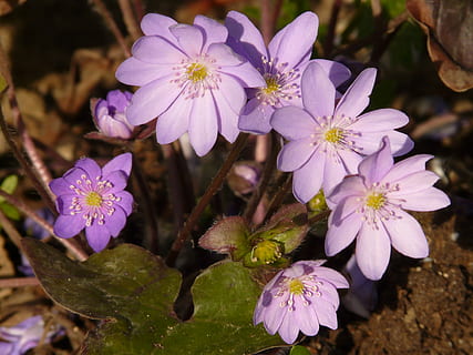 hepatica, anemone, flor, florir, primavera, bonic, planta amb flors, planta, frescor, fragilitat, pètal, vulnerabilitat, bellesa a la natura, creixement, primer pla, porpra, cap de flor, inflorescència, naturalesa, cap gent, part de la planta, botànica, dia, full, centrar-se en primer pla, pol·len, a l'aire lliure, 2K, CC0, domini públic, lliure de regalies