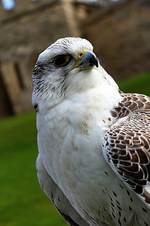 fugl, ørn, høg, vinge, dyr, natur, flyvende, fjer, rovfugl, dyreliv, næb, hawk - bird, hvirveldyr, dyre temaer, dyr i naturen, et dyr, fokus på forgrunden, tæt på, dag, ingen mennesker, falk - fugl, leder, udendørs, kigger væk, dyr kropsdel, dyr hoved, dyr øje, 5K, CC0, offentligt domæne, royaltyfrie