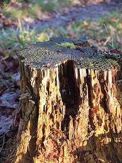 boomstronk, boomstam, afgezaagd, boom, verval, ontleding, hout - materiaal, dag, buitenshuis, natuur, geen mensen, focus op de voorgrond, land-, Bos, schors, detailopname, hout, fabriek, logboek, veld-, ontbossing, zonlicht, dode plant, 2K, CC0, publiek domein, royaltyvrij