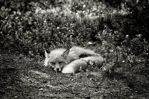 Volpe, dire bugie, suolo, piante, temi animali, animale, un animale, mammifero, vertebrato, campo, terra, nessuno, fauna selvatica, giorno, natura, domestico, pianta, cane, animali allo stato selvatico, animali domestici, canino, all'aperto, albero, 4K, CC0, dominio pubblico, privo di copyright