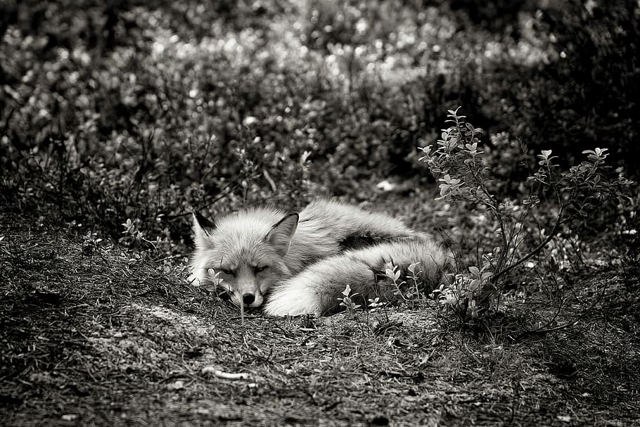 Volpe, dire bugie, suolo, piante, temi animali, animale, un animale, mammifero, vertebrato, campo, terra, nessuno, fauna selvatica, giorno, natura, domestico, pianta, cane, animali allo stato selvatico, animali domestici, canino, all'aperto, albero, 4K