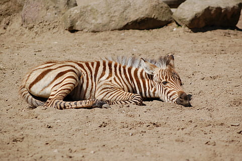 zebra, sabbia, riposo, animali allo stato selvatico, fauna selvatica, animale, un animale, temi animali, mammifero, nessuno, natura, a strisce, vertebrato, rilassamento, terra, messa a fuoco selettiva, all'aperto, giorno, safari, felino, 2K, CC0, dominio pubblico, privo di copyright