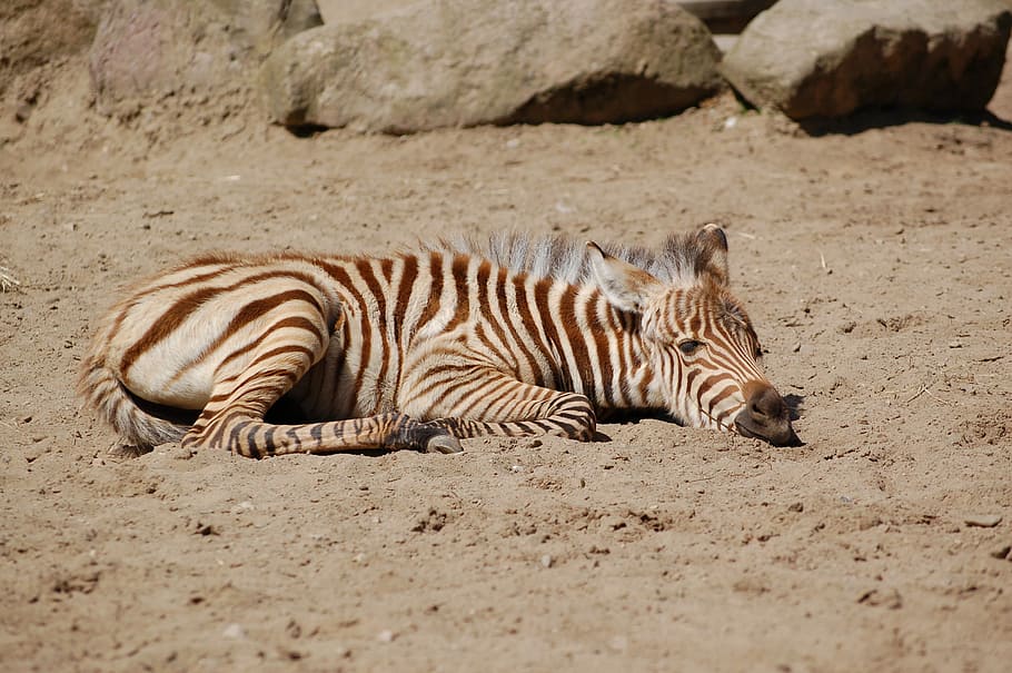 zebra, sabbia, riposo, animali allo stato selvatico, fauna selvatica, animale, un animale, temi animali, mammifero, nessuno, natura, a strisce, vertebrato, rilassamento, terra, messa a fuoco selettiva, all'aperto, giorno, safari, felino, 2K