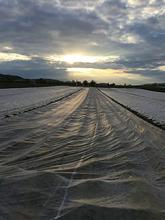 nuvole, cielo, blanche di plastica, natura, all'aperto, nuvola - cielo, tramonto, scenics - natura, la tranquillità, scena tranquilla, terra, nessuno, paesaggio, bellezza nella natura, ambiente, direzione, campo, la strada davanti, traccia di pneumatico, prospettiva decrescente, la neve, livello di superficie, 2K, CC0, dominio pubblico, privo di copyright