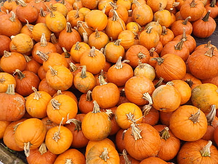 muito abóbora, abóboras, abóbora, legumes, outono, dia das Bruxas, Calabaza, calabazas, otoño, Comida, cor laranja, comida e bebida, Alimentação saudável, abundância, frescura, grande grupo de objetos, quadro completo, origens, bem-estar, fruta, mercado, vegetal, ninguém, dia, visão de alto ângulo, tenda do mercado, à venda, ao ar livre, laranja, maduro, 4K, CC0, domínio público, royalty free