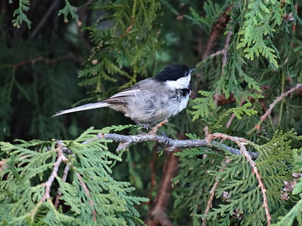 Chickadee, นก, ธรรมชาติ, สัตว์หนึ่งตัว, สัตว์ในป่า, สัตว์ป่า, ธีมสัตว์, เกาะ, มีกระดูกสันหลัง, สัตว์, ปลูก, ต้นไม้, สีเขียว, มุ่งเน้นไปที่เบื้องหน้า, ไม่มีคน, วัน, สาขา, การเจริญเติบโต, ความงามในธรรมชาติ, ใกล้ชิด, ส่วนของพืช, ตะไคร่น้ำ, 4K, CC0, โดเมนสาธารณะ, ค่าลิขสิทธิ์ฟรี
