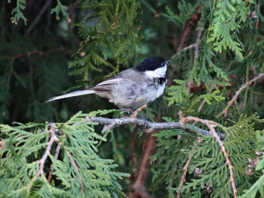 chickadee, ocell, naturalesa, un animal, animals a la natura, fauna animal, temes d'animals, posat, vertebrats, animal, planta, arbre, color verd, centrar-se en primer pla, cap gent, dia, branca, creixement, bellesa a la natura, primer pla, part de la planta, liquen, 4K