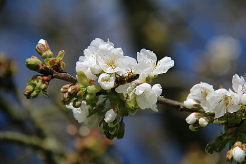 pszczoła, Wiśniowe drzewo, kwiat, zbieracz, wiśnia, drzewo, kwiaty wiśni, biały kwiat, biały kolor, kruchość, kwitnąć, Natura, wiosna, roślina kwitnąca, wrażliwość, wzrost, roślina, piękno natury, zbliżenie, skupić się na pierwszym planie, świeżość, płatek, dzień, Oddział, Gałązka, kwiatostan, głowa kwiatu, żadnych ludzi, na dworze, Kwiat Wiśni, pyłek, bukiet kwiatów, 5K, CC0, domena publiczna, darmowe zdjęcia