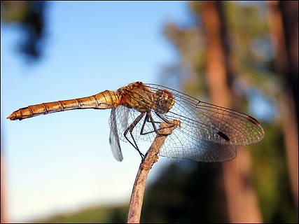 strekozets, naturalesa, insecte, invertebrat, centrar-se en primer pla, ala dels animals, primer pla, fauna animal, temes d'animals, un animal, animals a la natura, animal, libèl·lula, dia, cap gent, planta, a l'aire lliure, arbre, tija de la planta, bellesa a la natura, cel, papallona - insecte, 4K, CC0, domini públic, lliure de regalies