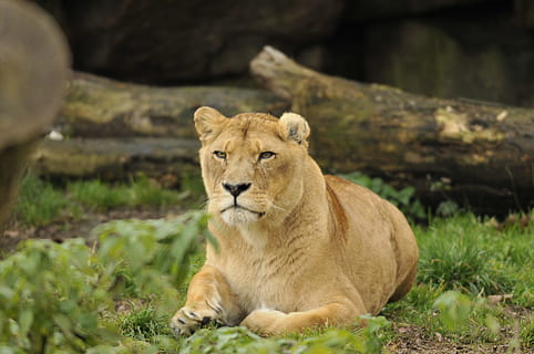 ogród zoologiczny, hellabrunn, Monachium, zwierzęca przyroda, koci, zwierzęta na wolności, ssak, lew - koci, kot, zwierzę, tematy zwierzęce, jedno zwierzę, żadnych ludzi, lwica, roślina, dzień, Natura, relaks, zwierzę kobiece, duży kot, mięsożerna, kręgowiec, na dworze, nieudomowiony kot, 4K, CC0, domena publiczna, darmowe zdjęcia