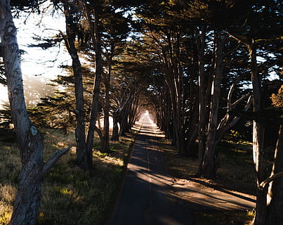 lungo, fotografia di esposizione, strada, vedere la strada, alberi, lato, albero, foresta, ombra, Alba, mattina, luce, sole, aereo, fuco, californio, pianta, terra, la tranquillità, natura, la strada davanti, luce del sole, crescita, nessuno, tronco, direzione, sentiero, tronco d'albero, scena tranquilla, bellezza nella natura, giorno, all'aperto, prospettiva decrescente, bosco, treelined, 4K, CC0, dominio pubblico, privo di copyright