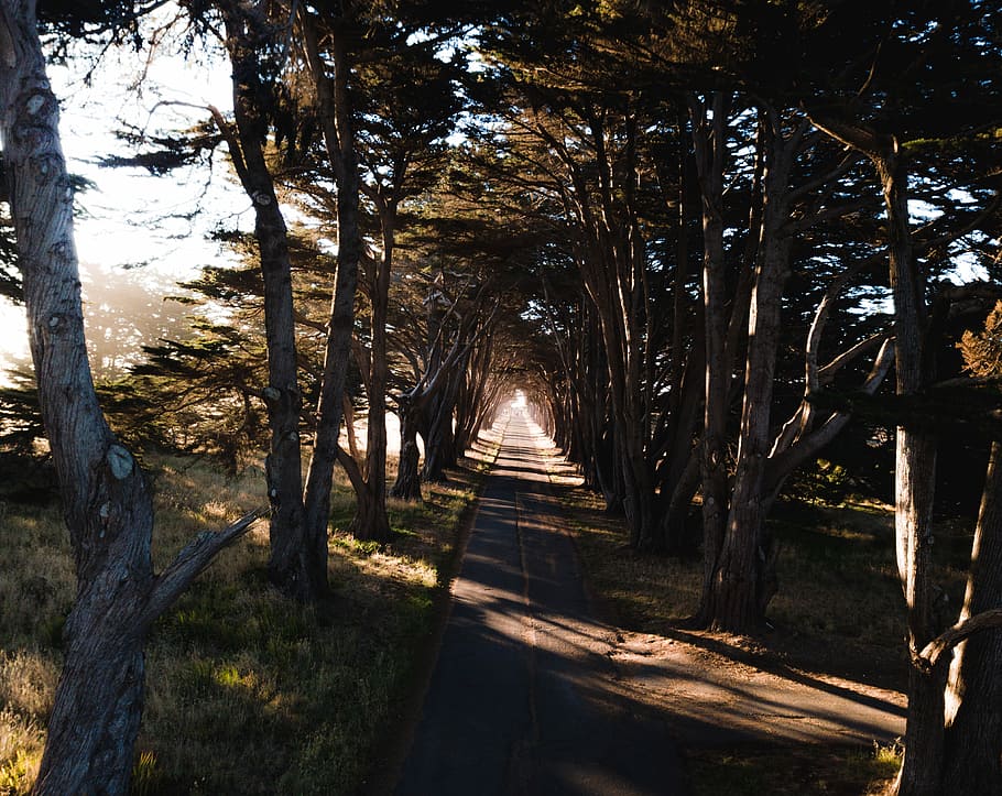 lungo, fotografia di esposizione, strada, vedere la strada, alberi, lato, albero, foresta, ombra, Alba, mattina, luce, sole, aereo, fuco, californio, pianta, terra, la tranquillità, natura, la strada davanti, luce del sole, crescita, nessuno, tronco, direzione, sentiero, tronco d'albero, scena tranquilla, bellezza nella natura, giorno, all'aperto, prospettiva decrescente, bosco, treelined, 4K