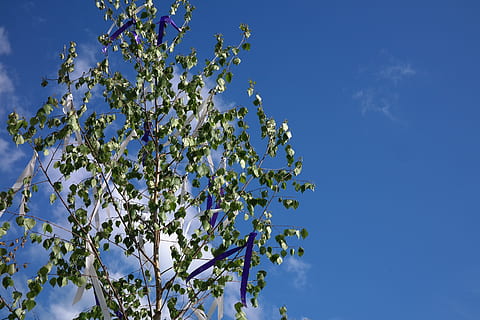 maypole, arbre, bandes, aleteig, vent, bedoll, personalitzat, costums, 1, pot, tradició, maien tree, configuració del maypole, Festival, dia de la festa, planta, cel, bellesa a la natura, creixement, blau, naturalesa, planta amb flors, flor, frescor, vista d’angle baix, branca, cap gent, dia, fragilitat, vulnerabilitat, primavera, a l'aire lliure, arbre fruiter, flor de cirerer, 5K, CC0, domini públic, lliure de regalies
