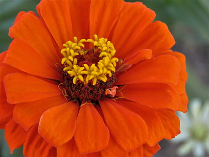 blomst, orange, rust, gul, tæt, have, blomstrende plante, plante, kronblad, skrøbelighed, friskhed, blomsterhoved, sårbarhed, tæt på, vækst, skønhed i naturen, blomsterstand, orange farve, natur, fokus på forgrunden, ingen mennesker, pollen, dag, mad, blomsterseng, 4K, CC0, offentligt domæne, royaltyfrie