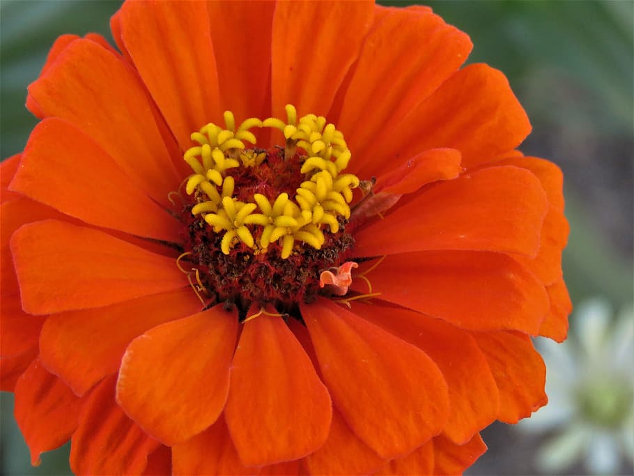 blomst, orange, rust, gul, tæt, have, blomstrende plante, plante, kronblad, skrøbelighed, friskhed, blomsterhoved, sårbarhed, tæt på, vækst, skønhed i naturen, blomsterstand, orange farve, natur, fokus på forgrunden, ingen mennesker, pollen, dag, mad, blomsterseng, 4K