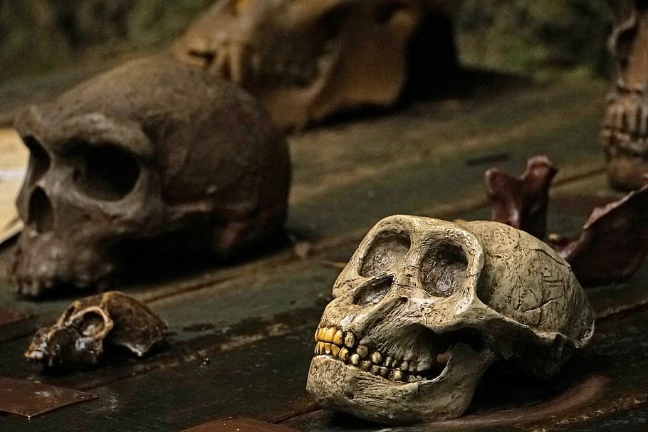 crani i ossos creuats, crani de mico, mico, dents, crani humà, Halloween, esquelet humà, os, història, os humà, esquelet, el passat, fantasmal, primer pla, part del cos humà, centrar-se en primer pla, representació, antic, arquitectura, crani, animal, naturalesa, rèptil, arqueologia, 4K