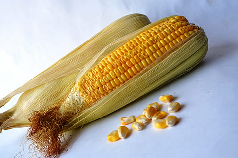 corn, maize, vegetables, grain, organic, harvest, nutrition, vegetarian, crop, sweetcorn, diet, food, food and drink, vegetable, freshness, healthy eating, wellbeing, cereal plant, corn on the cob, raw food, agriculture, no people, yellow, corn - crop, close-up, plant, nature, indoors, vegetarian food, 4K, CC0, public domain, royalty free