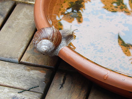 cargol, shell, gatejar, lentament, mol·lusc, naturalesa, rèptil, vinya, tancar, beure, a l’aigua, aigua, voluntat, objectiu, set, és clar, animal, material de fusta, temes d'animals, fauna animal, gasteròpode, un animal, invertebrat, closca d’animals, animals a la natura, part del cos dels animals, primer pla, antena animal, viscós, avorriment, cap gent, vista d’angle alt, dia, rastreig, marí, 4K, CC0, domini públic, lliure de regalies