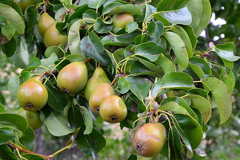 pere, Pera, ramo, albero, frutta, estate, cibo e bevande, cibo, colore verde, mangiare sano, freschezza, foglia, parte vegetale, crescita, benessere, pianta, natura, giorno, nessuno, avvicinamento, agricoltura, all'aperto, albero da frutta, biologico, maturo, 2K, CC0, dominio pubblico, privo di copyright