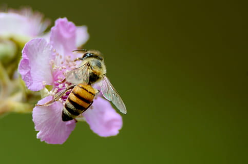 poc profund, focalitzar la fotografia, Abellot, rosa, flor, abella, groc, mel, naturalesa, planta amb flors, animal, temes d'animals, un animal, fauna animal, invertebrat, bellesa a la natura, animals a la natura, insecte, pètal, planta, fragilitat, primer pla, cap de flor, vulnerabilitat, frescor, cap gent, polinització, a l'aire lliure, porpra, 2K, CC0, domini públic, lliure de regalies