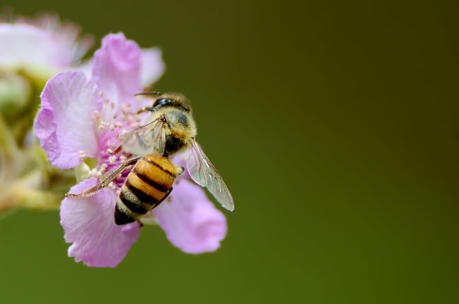 poc profund, focalitzar la fotografia, Abellot, rosa, flor, abella, groc, mel, naturalesa, planta amb flors, animal, temes d'animals, un animal, fauna animal, invertebrat, bellesa a la natura, animals a la natura, insecte, pètal, planta, fragilitat, primer pla, cap de flor, vulnerabilitat, frescor, cap gent, polinització, a l'aire lliure, porpra, 2K