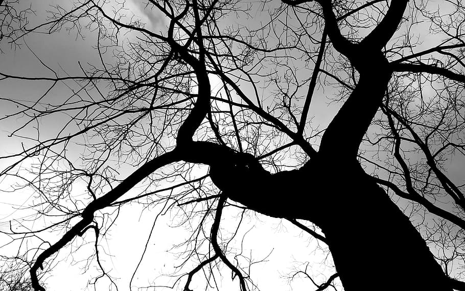 nua, arbre, blanc, núvols, corona, estètic, registre, naturalesa, hivern, kahl, planta, perspectiva, blanc i negre, trist, arbre nu, alt, branques, negre, silueta, branca, cel, vista d’angle baix, tronc, a l'aire lliure, persones reals, tronc de l'arbre, tranquil·litat, una persona, activitat d'oci, estils de vida, dia, bellesa a la natura, directament a sota, 2K