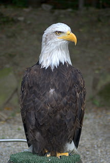 Seeadler, Adler, Vogel, Tierthemen, Tier, Wirbeltier, ein Tier, Tiere in freier Wildbahn, Raubvogel, Tierwelt, Fokus auf den Vordergrund, suchen, Nahansicht, Wegschauen, Tag, keine Leute, Adler - Vogel, Schnabel, draußen, Weißkopfseeadler, Porträt, Tierkopf, Tierauge, 4K, CC0, gemeinfrei, lizenzfrei