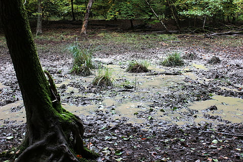 buca fangosa, foresta, piscine, fango, albero, pianta, tronco d'albero, tronco, terra, crescita, natura, giorno, nessuno, la tranquillità, bellezza nella natura, scenics - natura, acqua, all'aperto, scena non urbana, scena tranquilla, colore verde, bosco, fluente, acqua corrente, 5K, CC0, dominio pubblico, privo di copyright