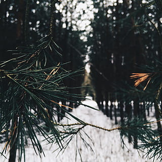 selectiv, focalizare fotografie, copac, verde, timpul zilei, a închide, fotografie, Instagram, com, sylwiamiszczuk, pin, pădure, vesnic verde, frunze, ramură, natură, iarnă, în aer liber, zăpadă, Brad, temperatura rece, plantă, să se concentreze asupra primelor elemente, nici o persoana, zi, ac - parte a plantelor, creştere, liniște, conifer, frumusețe în natură, teren, 1080P, CC0, domeniu public, fără drepturi de autor