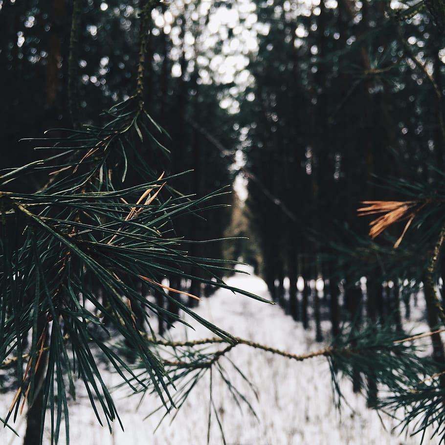 selettivo, fotografia a fuoco, albero, verde, giorno, avvicinamento, foto, instagram, com, sylwiamiszczuk, foresta, sempreverde, foglia, ramo, natura, inverno, all'aperto, la neve, bosco, Pino, temperatura fredda, pianta, concentrarsi sulle conoscenze acquisite, nessuno, ago - parte vegetale, crescita, la tranquillità, albero di conifere, bellezza nella natura, terra, abete, 1080P