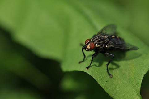 fokus fotografering, sort, flyve, horsefly, perched, grøn, blad, tæt på, fotografering, insekt, makro, vinge, sløret, dyr, flie, sløring, øje, hvirvelløse, dyre temaer, dyr i naturen, et dyr, dyreliv, grøn farve, plante del, plante, flue, dyrefløj, ingen mennesker, fokus på forgrunden, selektiv fokusering, natur, dag, udendørs, dyr øje, 2K, CC0, offentligt domæne, royaltyfrie