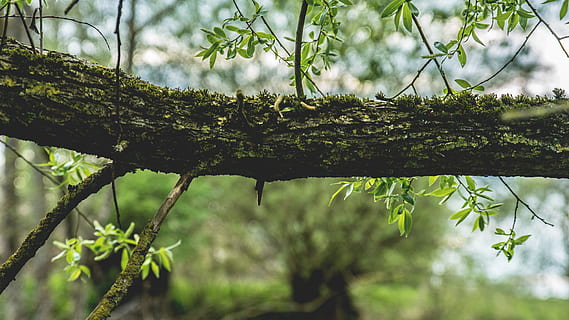 Natur, Wald, Geäst, verwischen, Nahansicht, Fokus, Blätter, szenisch, Baumrinde, Pflanze, Baum, Wachstum, Ast, Tag, grüne Farbe, Fokus auf den Vordergrund, keine Leute, Land, Ruhe, Schönheit in der Natur, Pflanzenteil, draußen, Blatt, Tierwelt, Kofferraum, Umgebung, Regenwald, Flechte, Nadelbaum, 5K, CC0, gemeinfrei, lizenzfrei